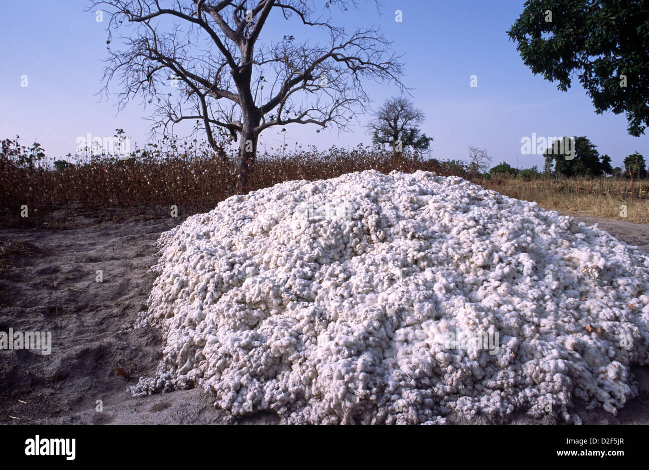 Harvested cotton one of the main exports of Mali, Africa Stock Photo