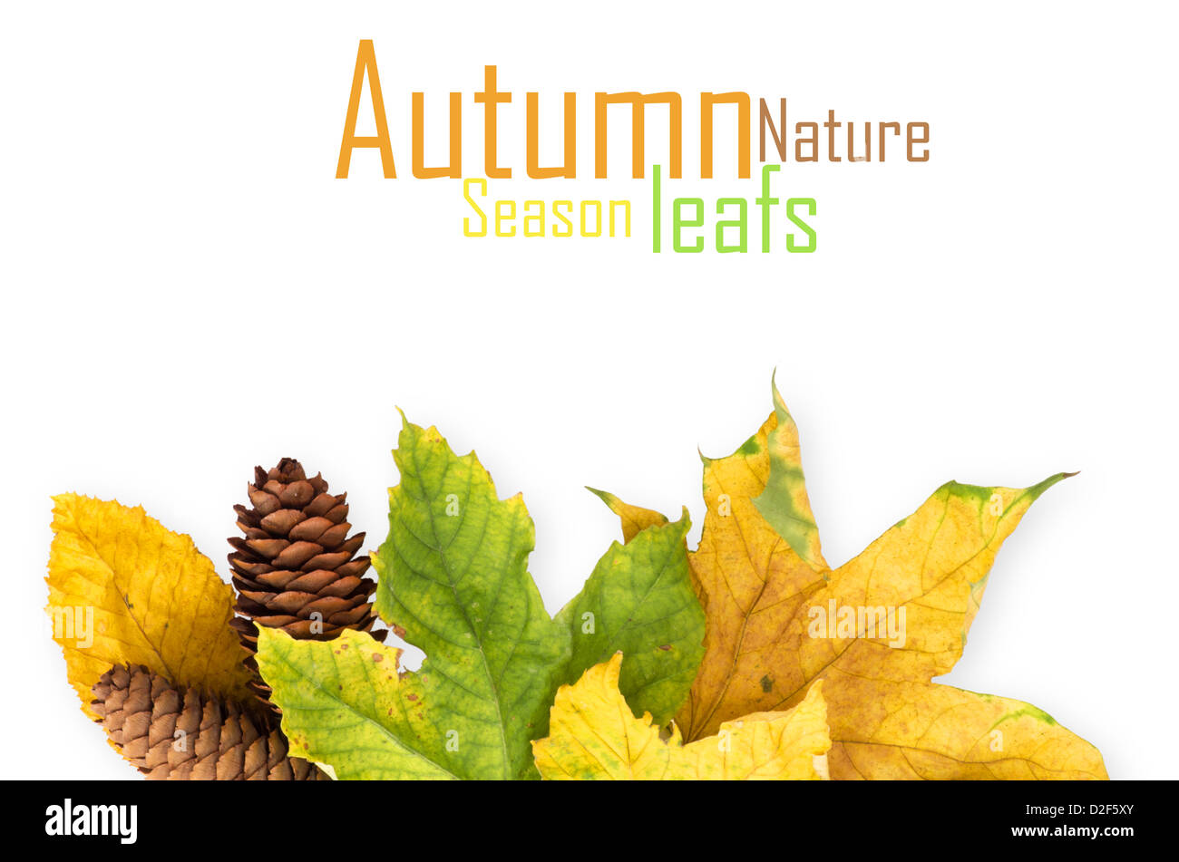 autumn maple leaf isolated on white background Stock Photo - Alamy