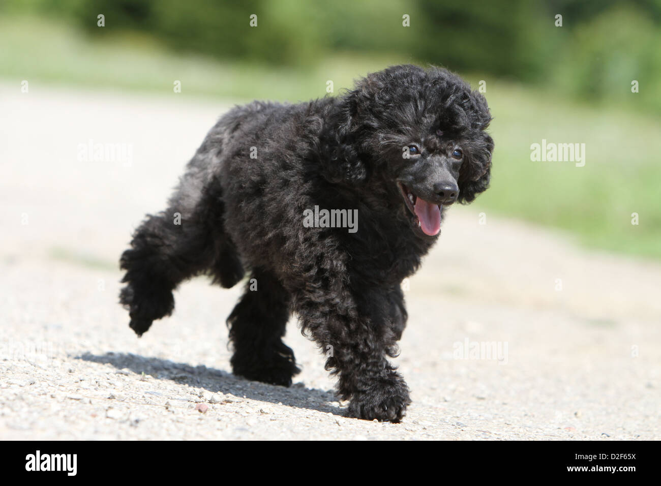 Black Caniche High Resolution Stock Photography And Images Alamy