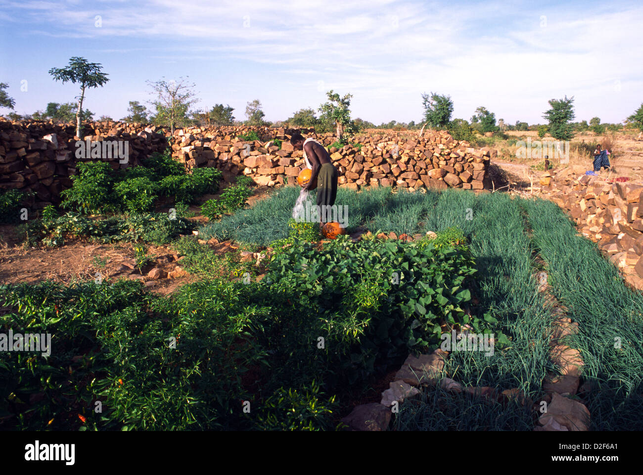 A farmer waters his crop of spring onions on the Dogon Plateau, Mali, West Africa. Stock Photo