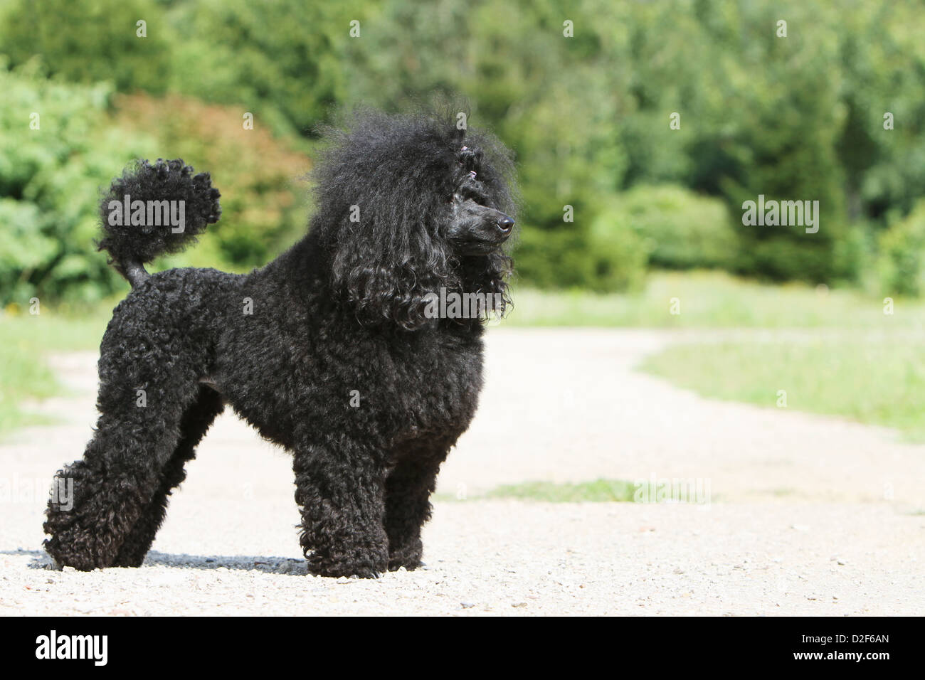 Dog Poodle / Pudel / Caniche , Miniature / Dwarf / Nain adult (black) standing profile Stock Photo