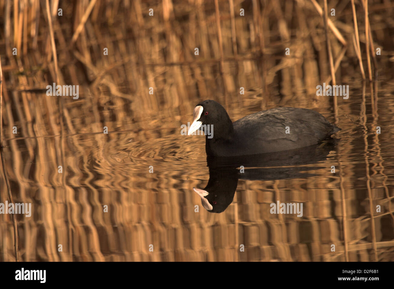 Coot by reed beds.  Fulica atra Stock Photo