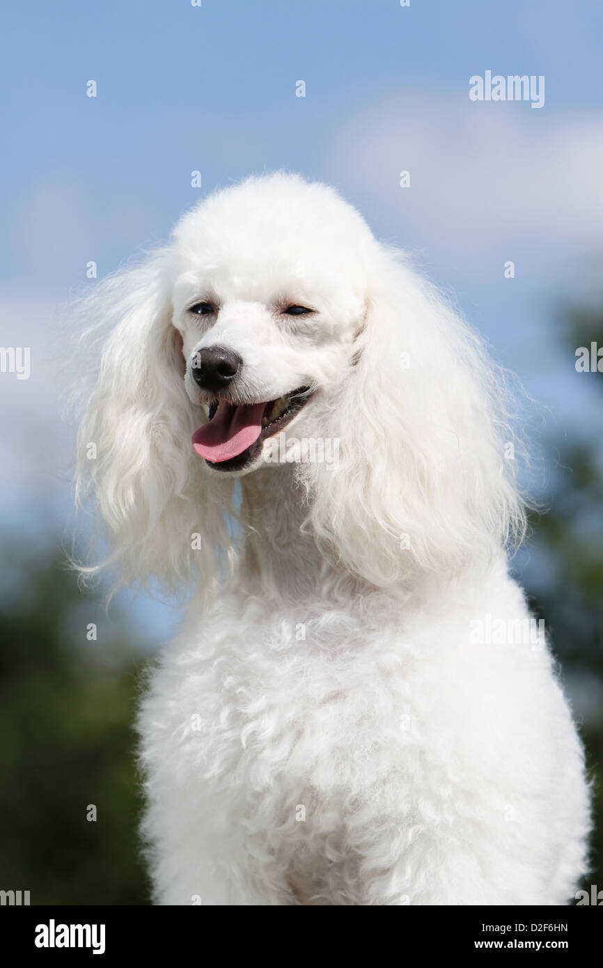 Dog Poodle / Pudel / Caniche , Miniature / Dwarf / Nain adult (white)  portrait Stock Photo - Alamy