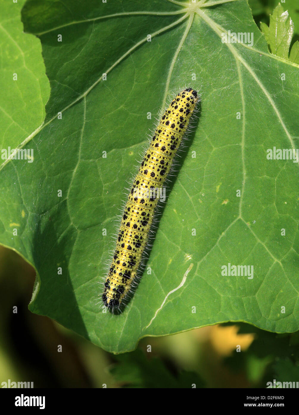 The Caterpillar of the Large White Butterfly, Pieris brassicae