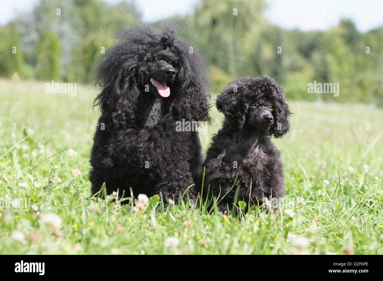 Dog Poodle / Pudel / Caniche , Miniature / Dwarf / Nain  adult and puppy (black) sitting in a meadow Stock Photo