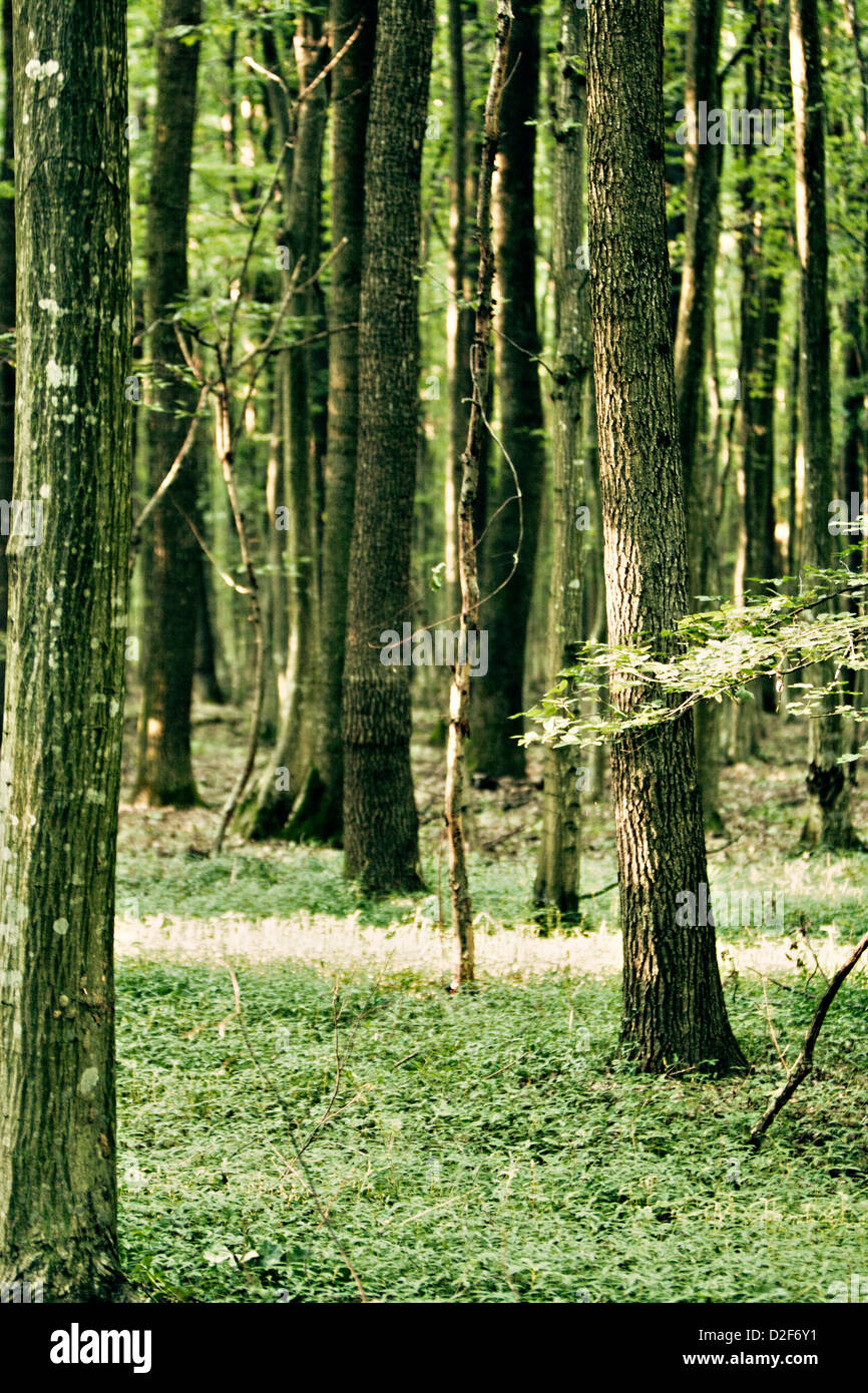 Beautiful misty forest hi-res stock photography and images - Alamy