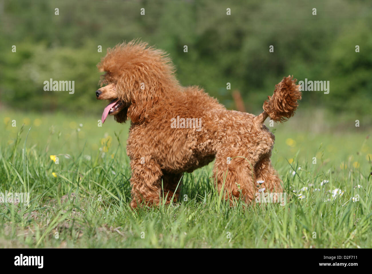 Red toy cheap poodle adult