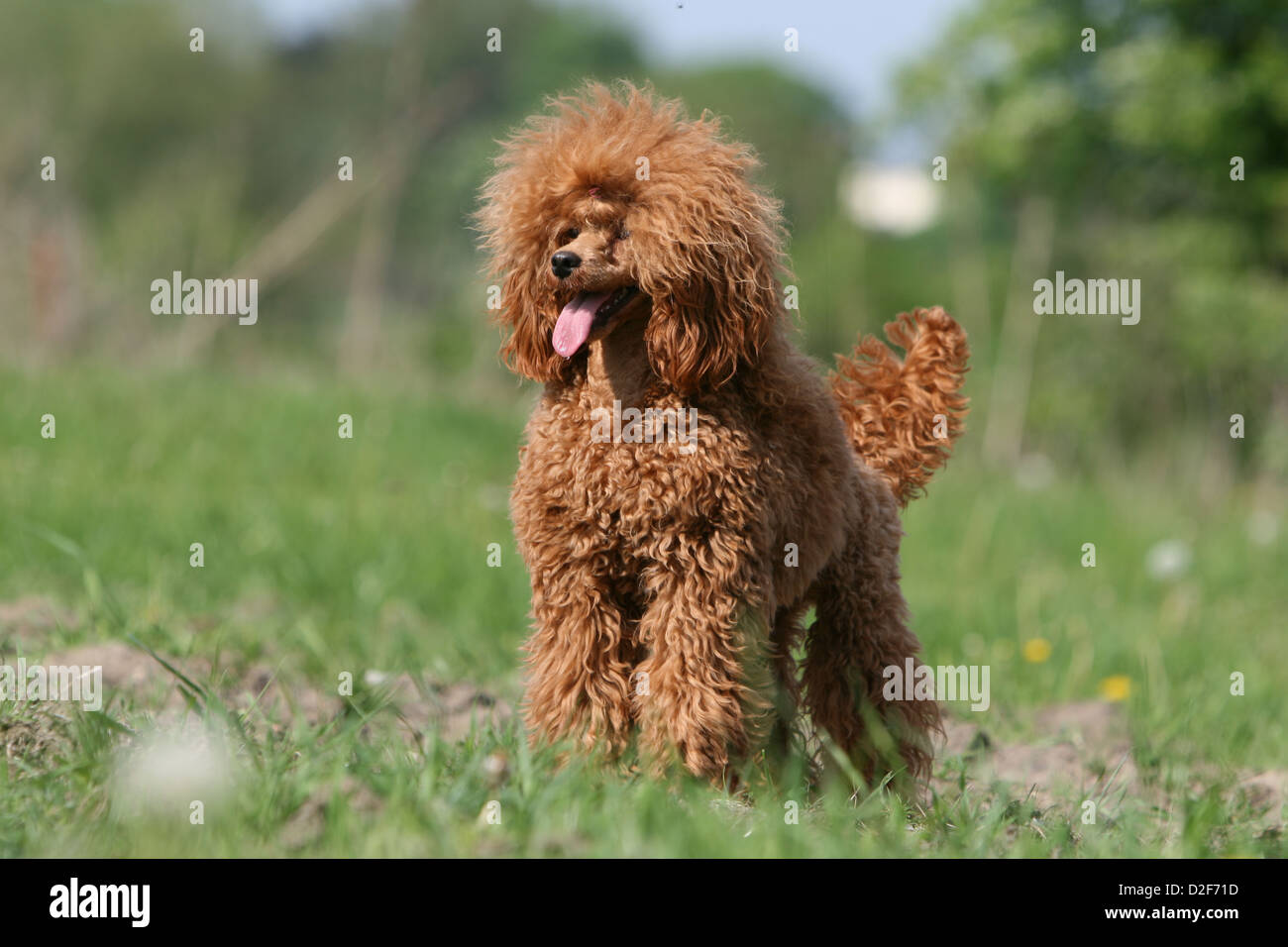 Dog Poodle / Pudel / Caniche , Miniature / Dwarf / Nain adult (fawn red)  standing in a meadow Stock Photo - Alamy