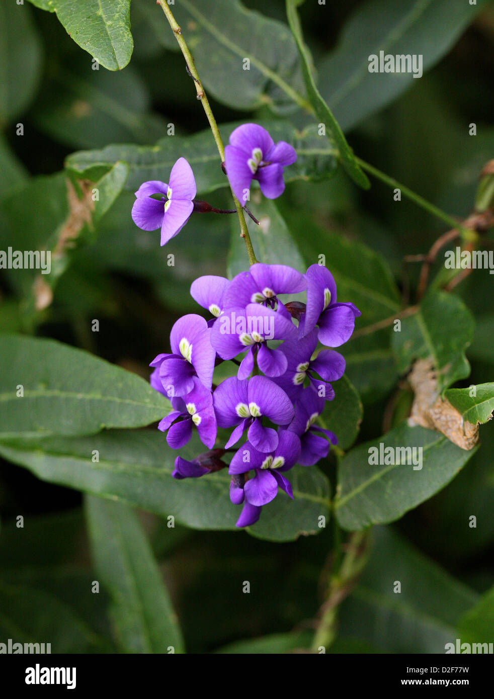 Purple Coral Pea, Hardenbergia violacea, Fabaceae. Australia. Aka. False Sarsaparilla, Happy Wanderer, Waraburra and Lilac Vine. Stock Photo