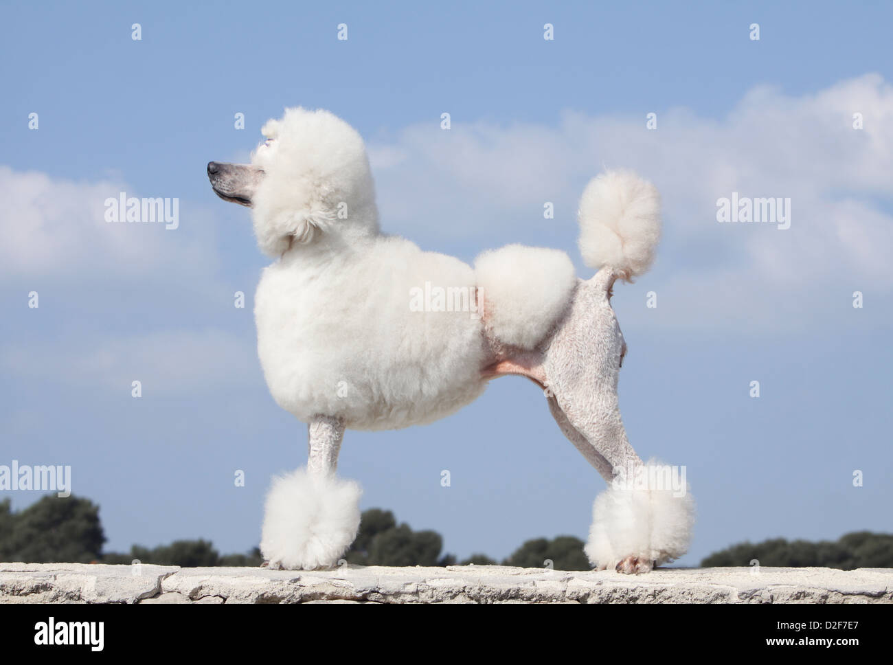 Dog Poodle / Pudel / Caniche  standard grande adult (white) standing profile Stock Photo