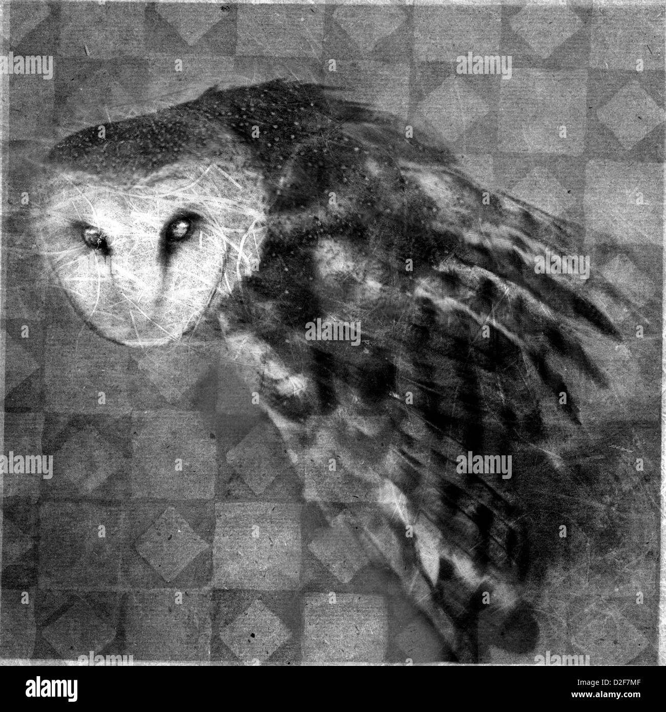 Photo based Mixed Medium image of a Barn Owl with a wicked expression. Stock Photo