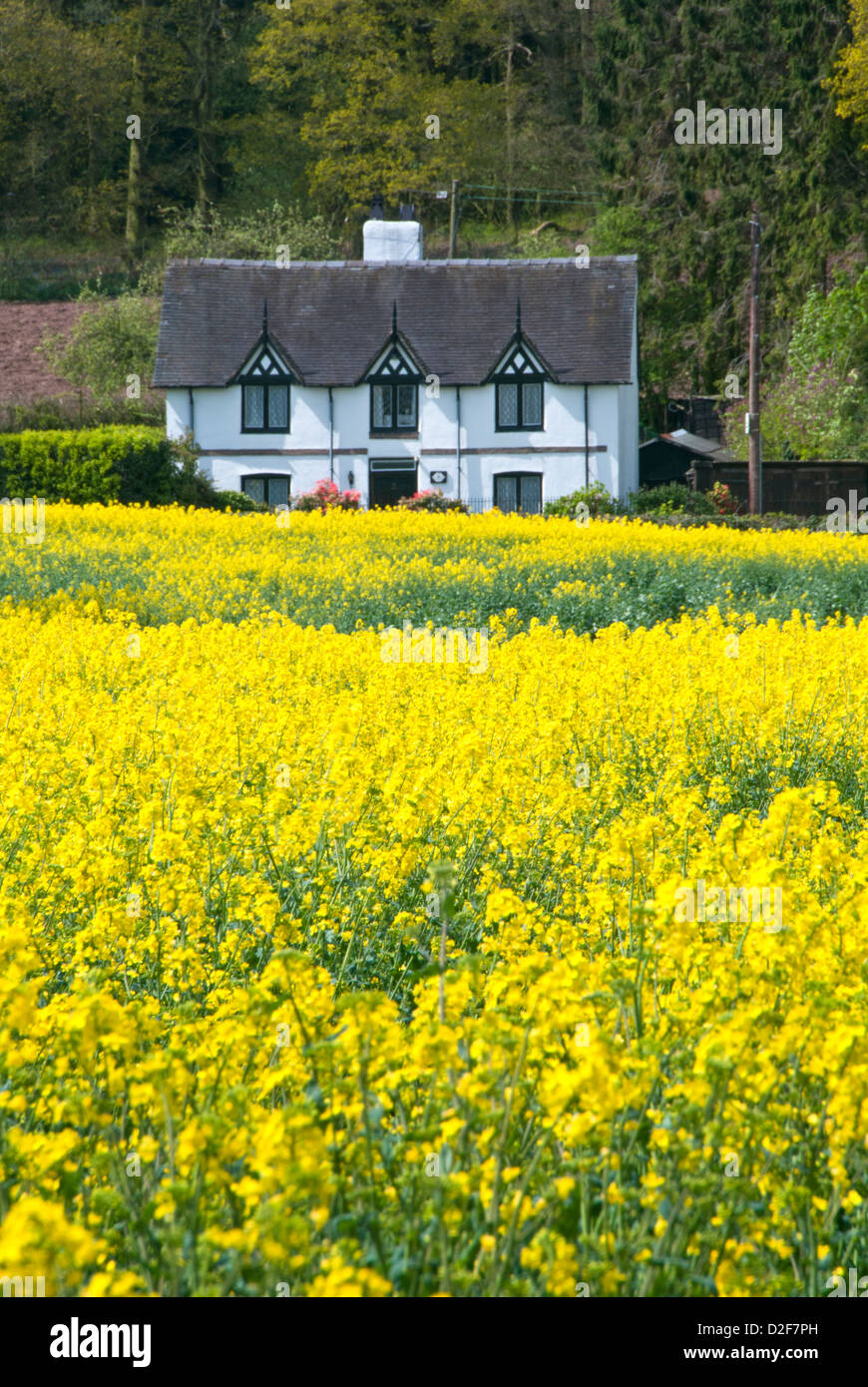 Pretty White Cottage & Yellow Rapeseed Field, Near Peckforton, Cheshire, England, UK Stock Photo