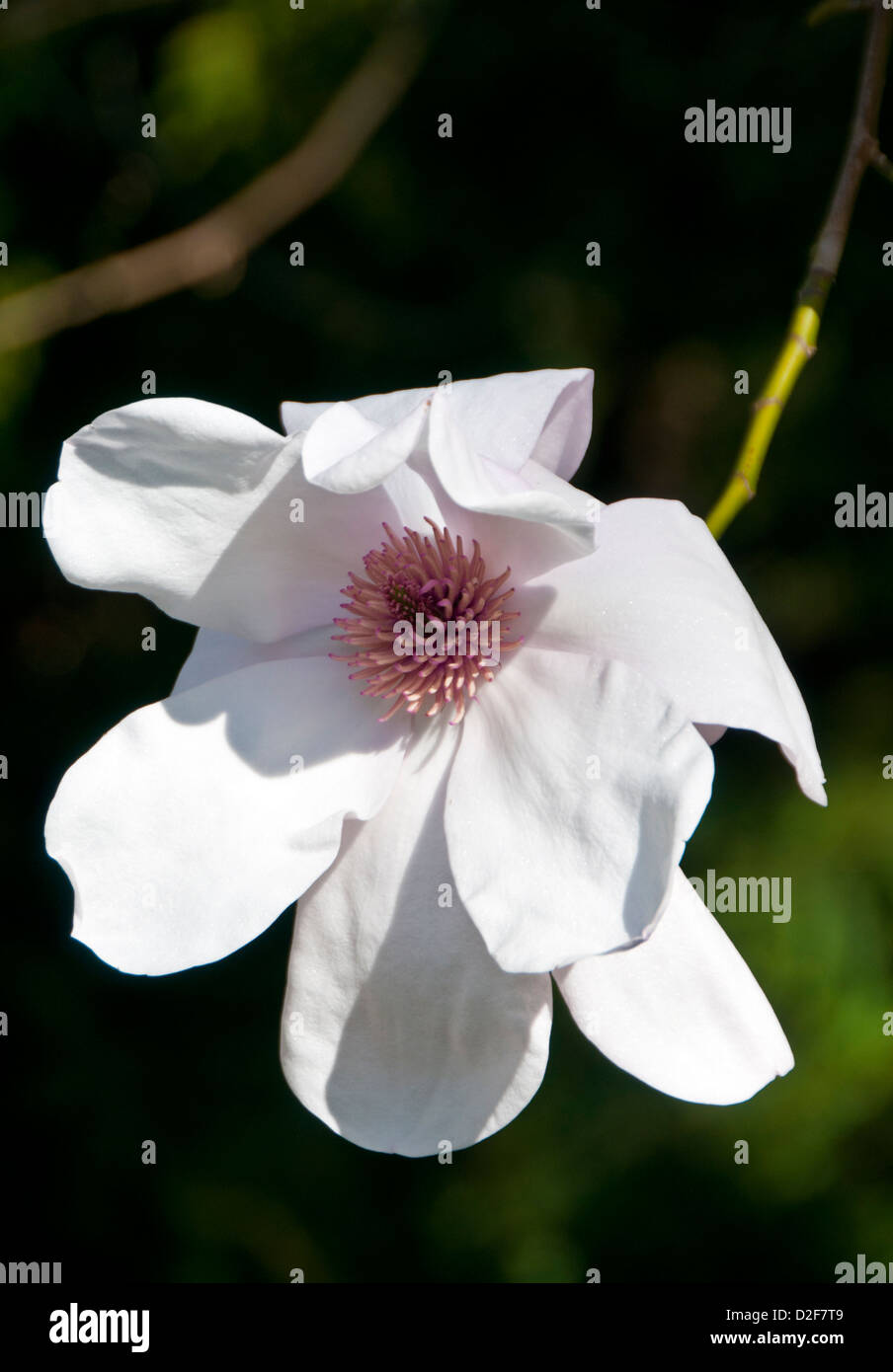 Magnolia white flowers hi-res stock photography and images - Alamy
