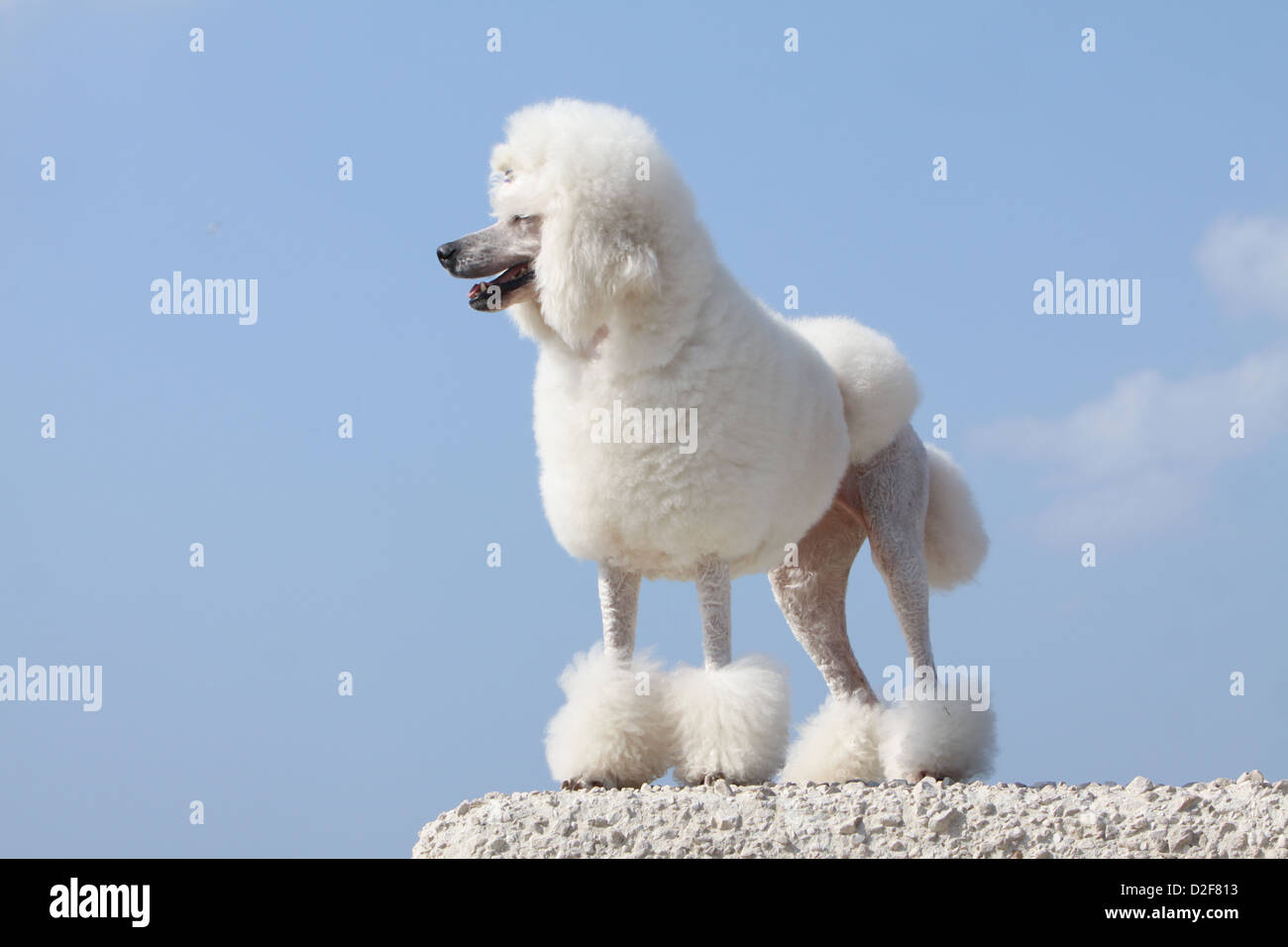 Dog Poodle / Pudel / Caniche standard grande adult (white) standing profile  Stock Photo - Alamy