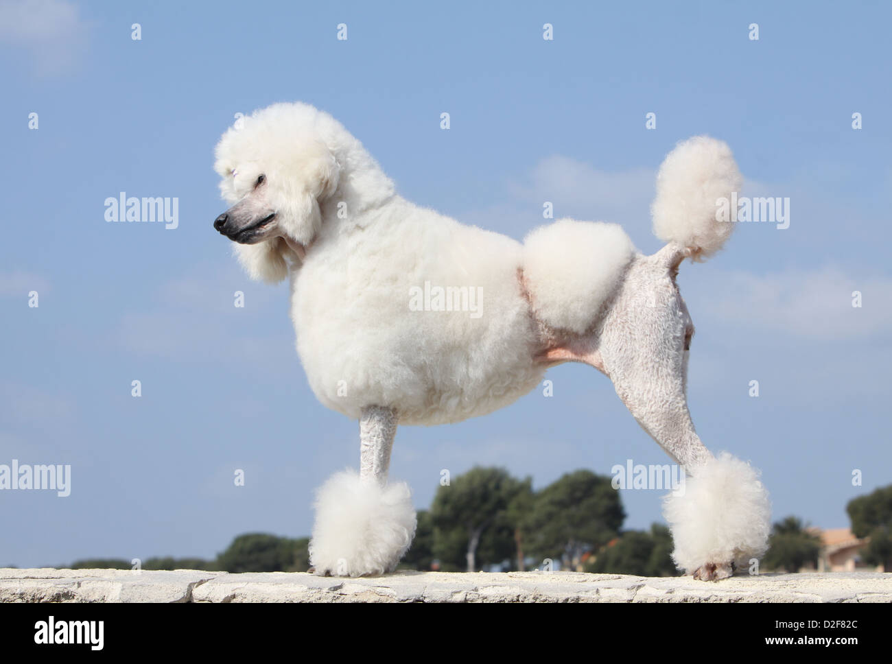 Dog Poodle / Pudel / Caniche  standard grande adult (white) standing profile Stock Photo