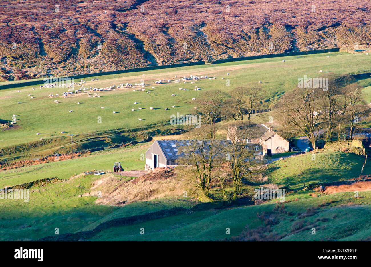 Sheep Farm on Cut Thorn Hill, backed by Axe Edge Moor, Peak District National Park, Cheshire, England, UK Stock Photo