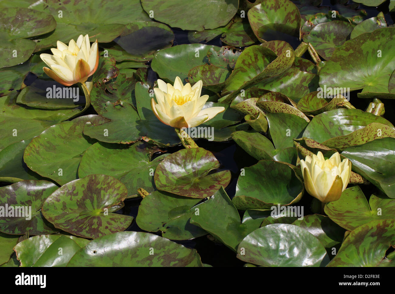 Hardy Water Lily, Nymphaea x marliacea "Chromatella", Nymphaeaceae. Stock Photo
