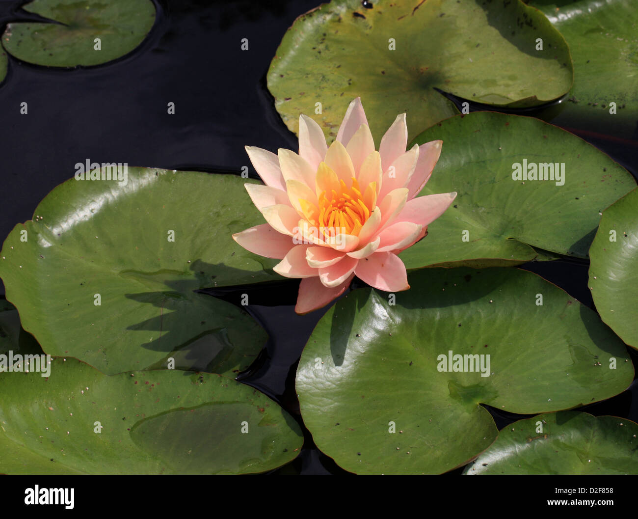 Water Lily, Nymphaea "Peace", Nymphaeaceae. Stock Photo