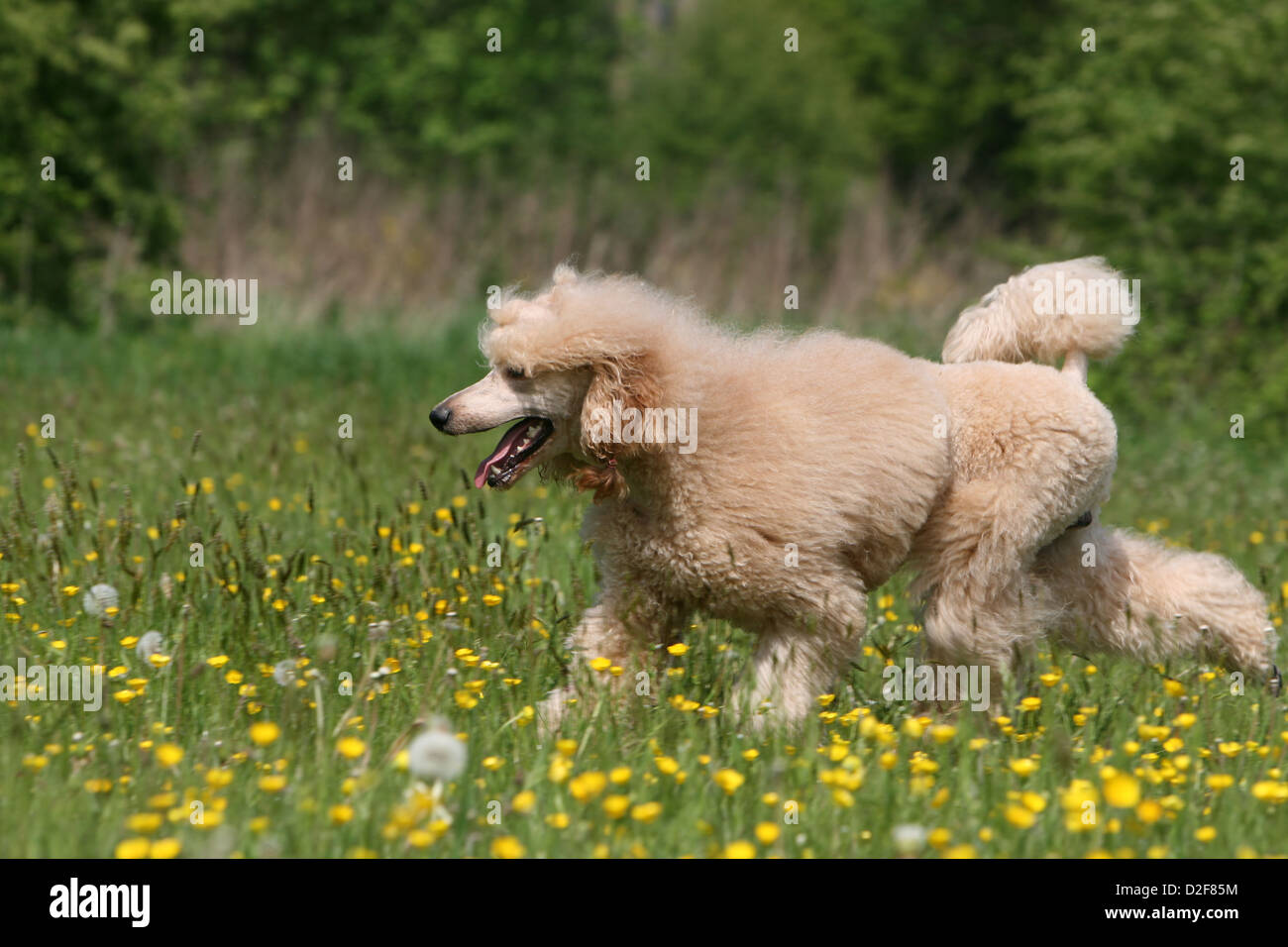 Dog Poodle / Pudel / Caniche standard grande giant adult (Apricot