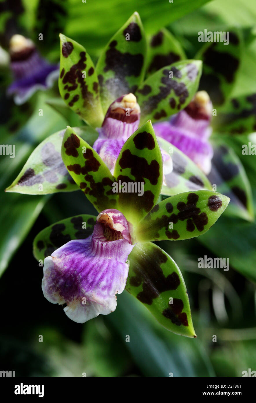 Orchid, Zygopetalum clayii, Orchidaceae. Brazil, South America. Stock Photo