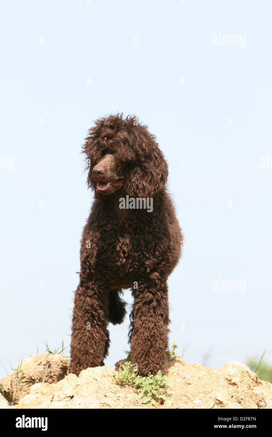 Dog Poodle / Pudel / Caniche standard grande giant adult (brown) standing  on the ground Stock Photo - Alamy