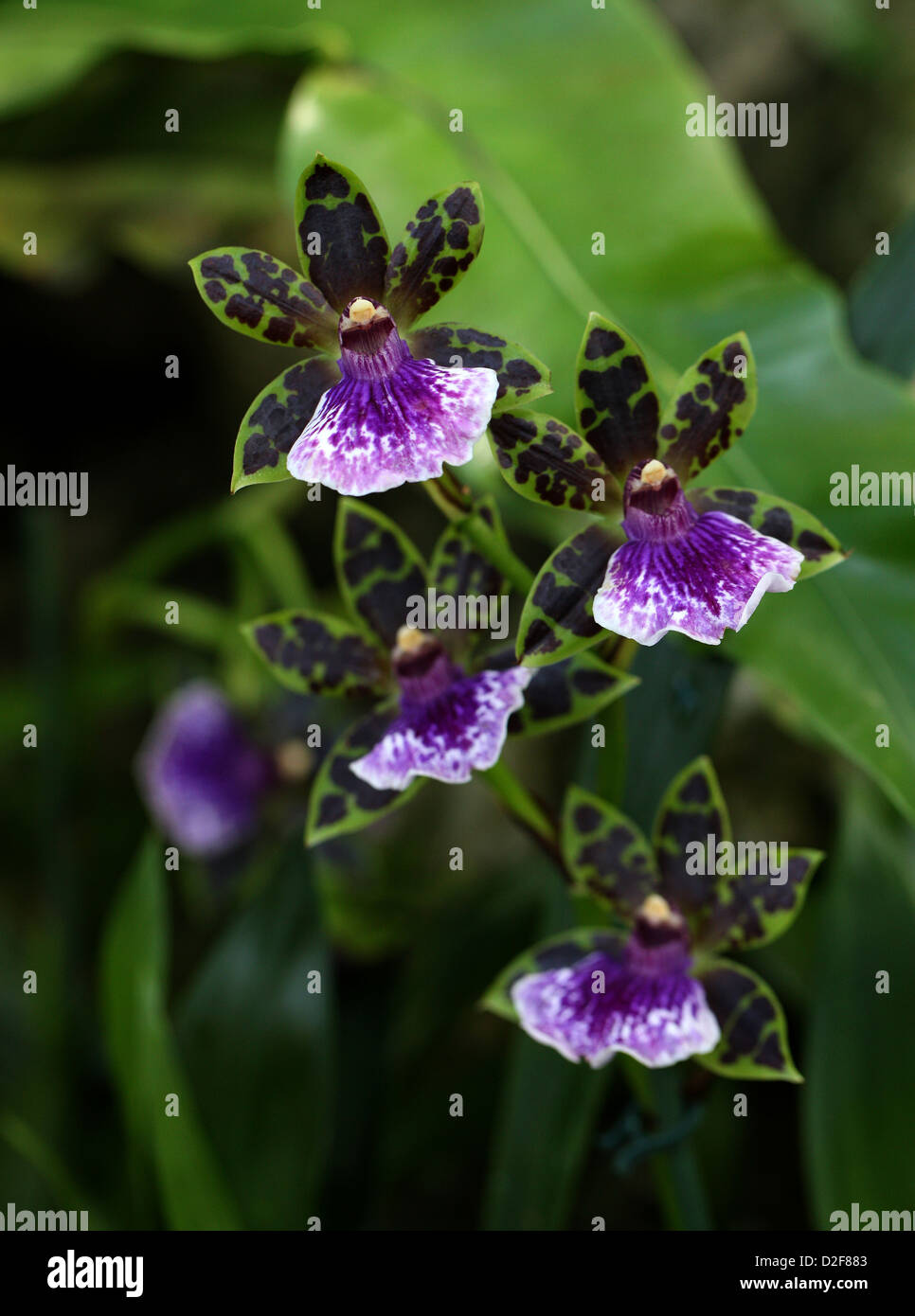 Orchid, Zygopetalum clayii, Orchidaceae. Brazil, South America. Stock Photo