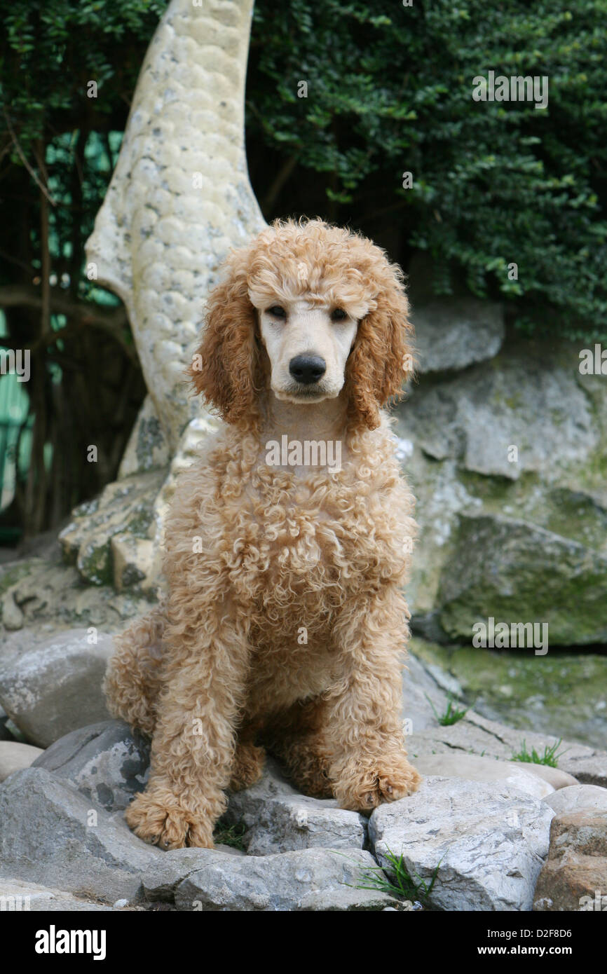 Giant Poodle Dog Sitting On High Resolution Stock Photography and Images -  Alamy