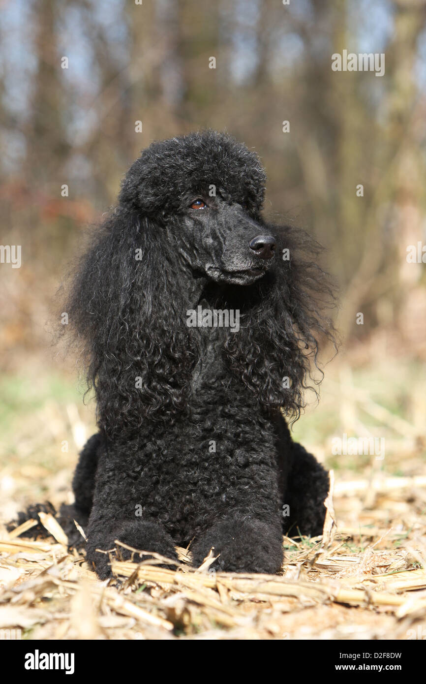 Dog Poodle / Pudel / Caniche  standard giant  adult (black) lying in a wood Stock Photo