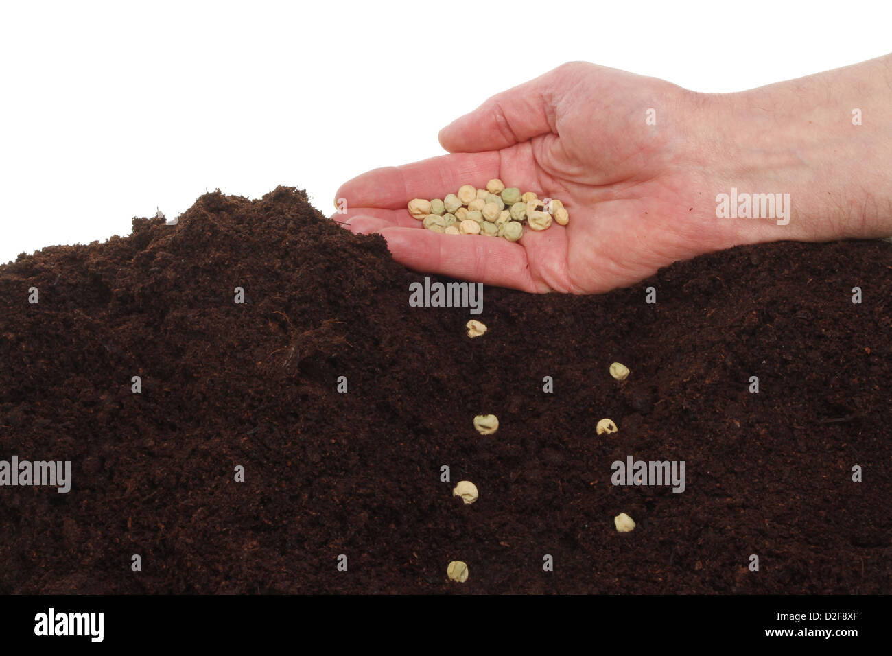 Hand sowing pea seeds into a furrow in soil Stock Photo