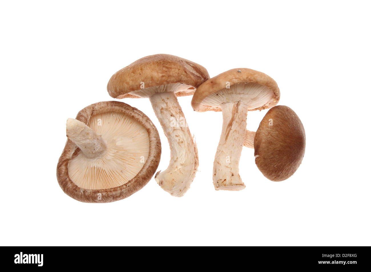 Exotic edible mushrooms isolated against white Stock Photo - Alamy