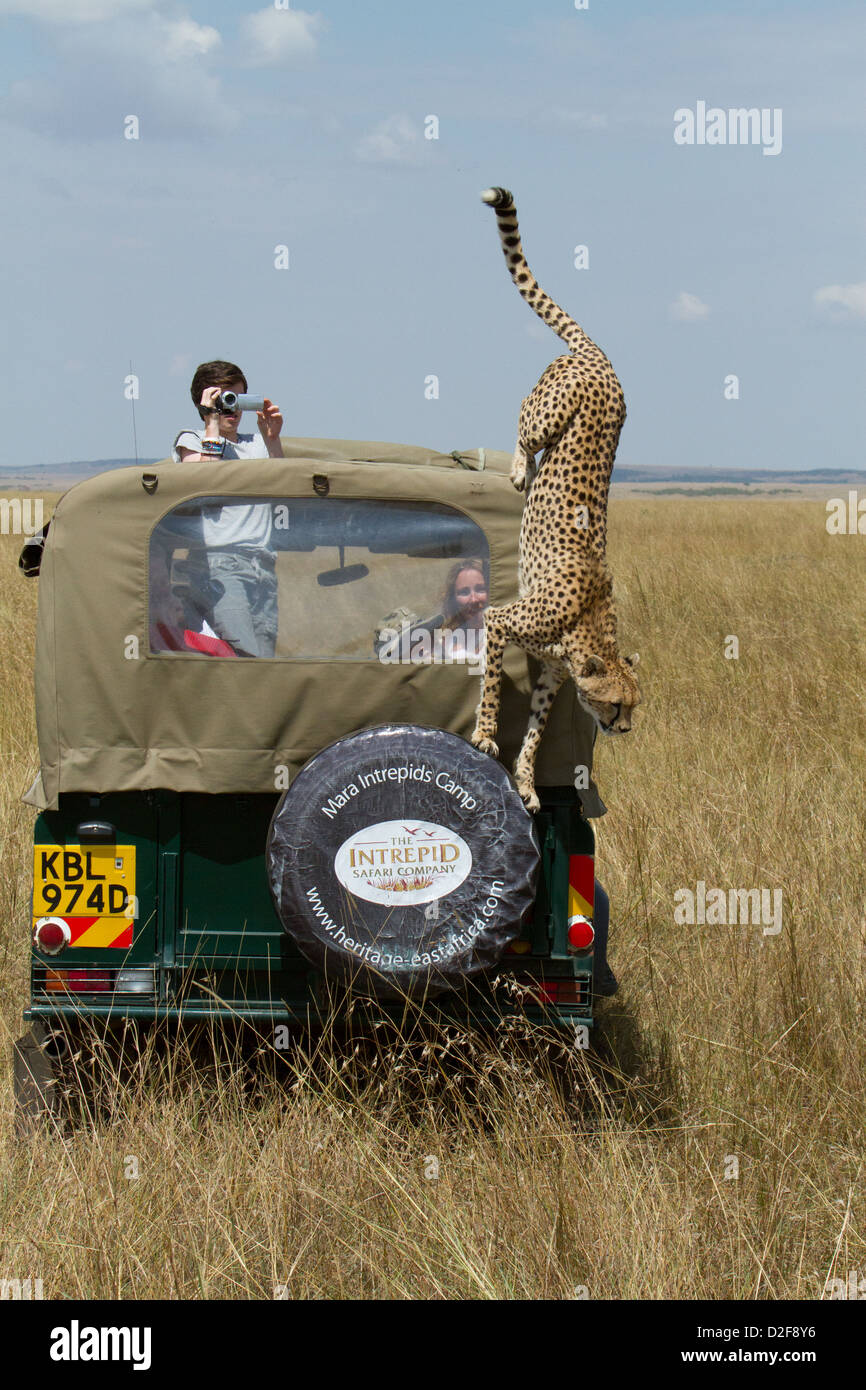 Cheetah jumping off a safari vehicle while being photographed by tourist in Masai Mara, Kenya (Acinonyx jubatus) Stock Photo