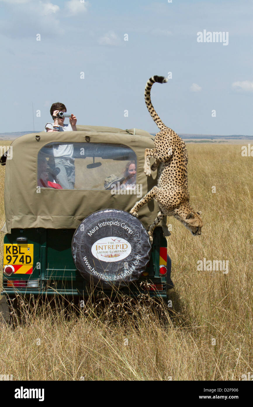 Cheetah jumping off a safari vehicle while being photographed by tourist in Masai Mara, Kenya (Acinonyx jubatus) Stock Photo