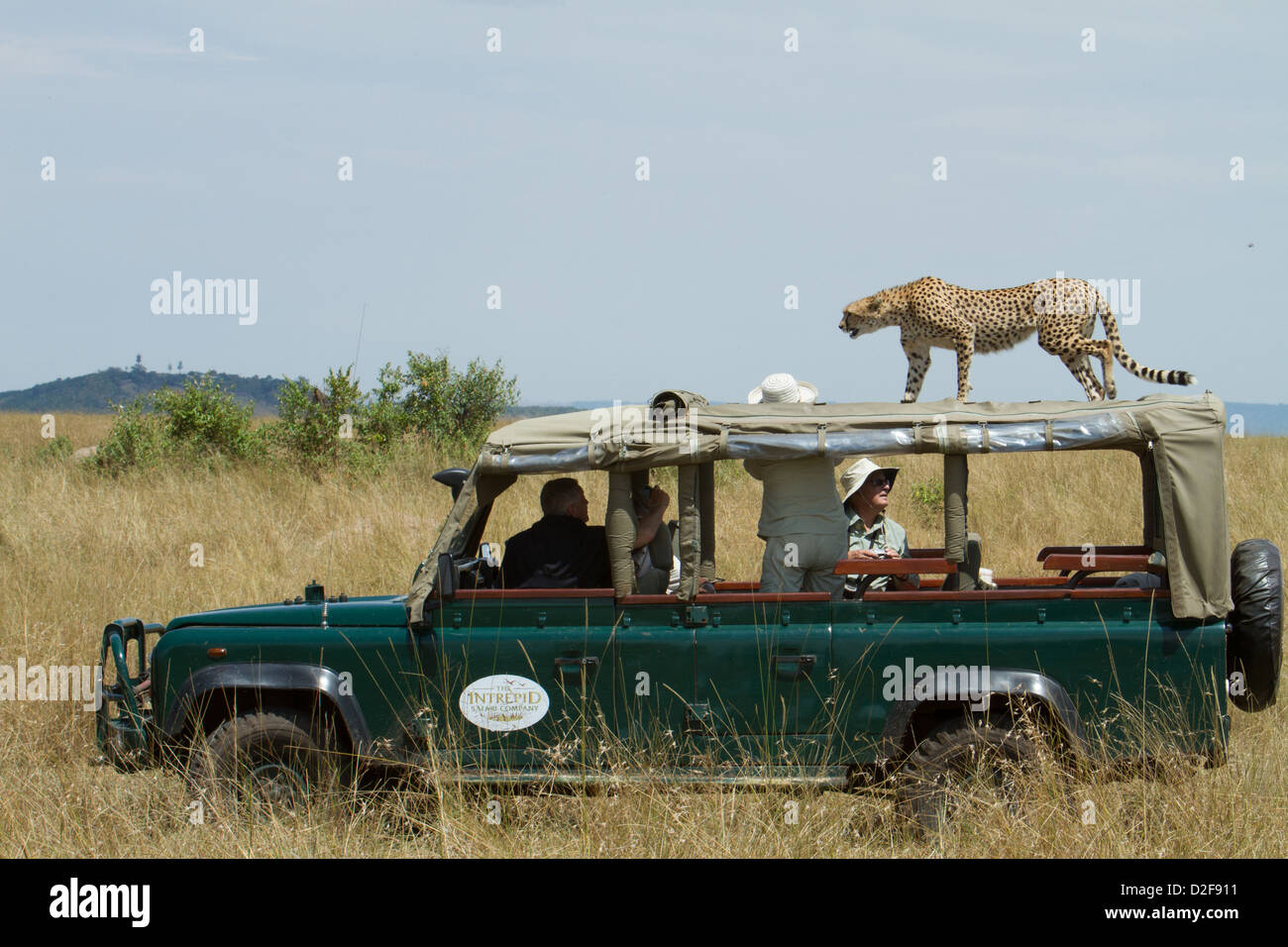 Cheetah walking on top of safari vehicle watched by tourists in Masai Mara Kenya (Acinonyx jubatus) Stock Photo