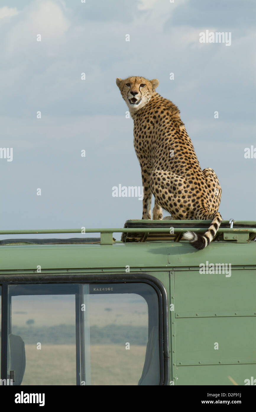 Cheetah sitting on top of a safari vehicle in Masai Mara Kenya (Acinonyx jubatus) Stock Photo