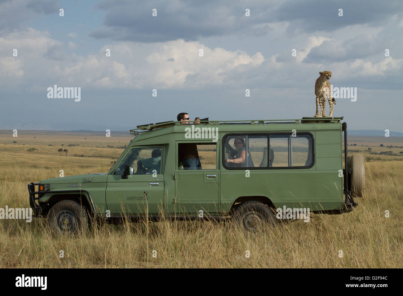 Cheetah on top of safari vehicle watched by tourists in Masai Mara Kenya (Acinonyx jubatus) Stock Photo