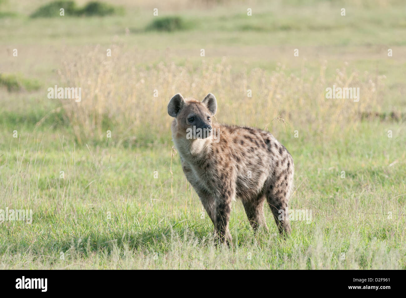 Spotted hyaena standing in grassland viewed from its front left Stock Photo