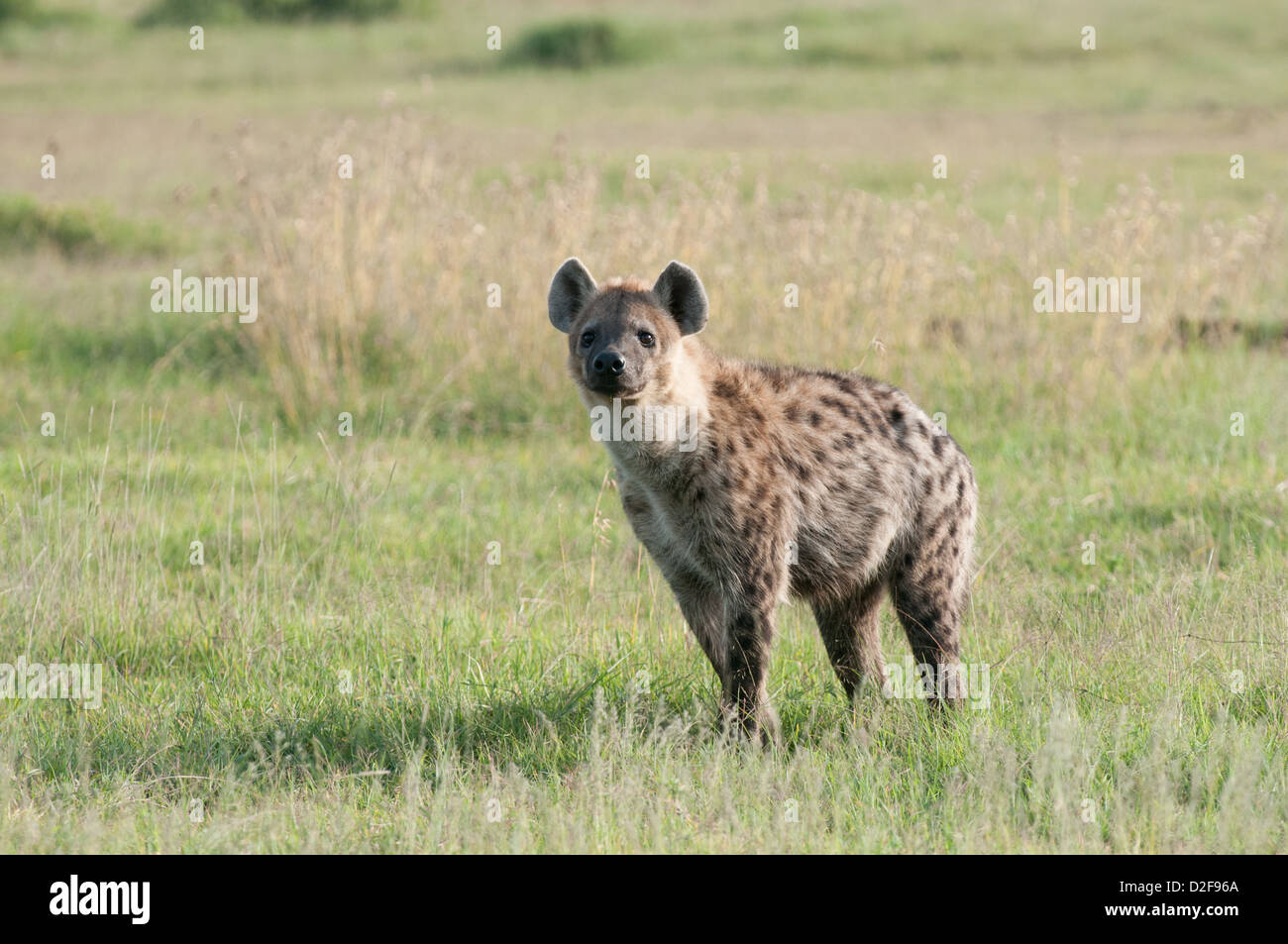 Spotted hyaena standing in grassland looking towards viewer Stock Photo