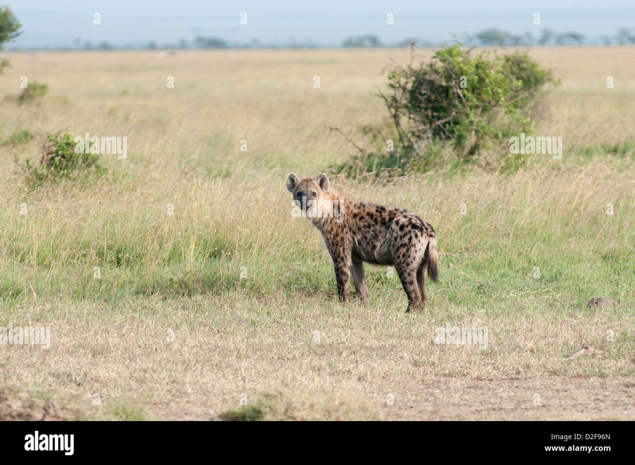 Spotted hyaena standing in grassland viewed from its left side with bush in background Stock Photo