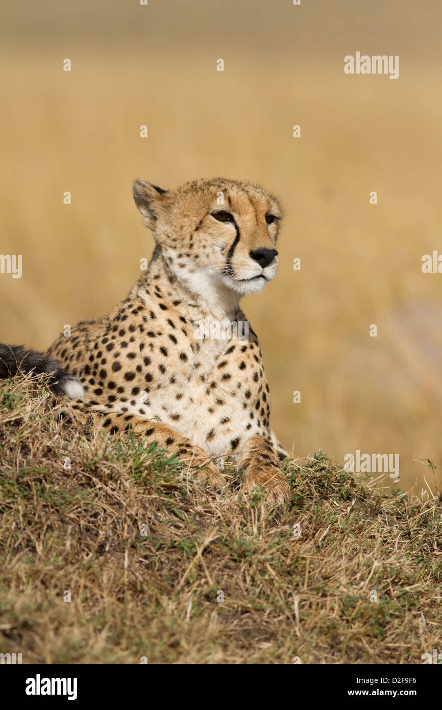 Female cheetah watches for prey from a mound in Masai Mara, kenya (Acinonyx jubatus) Stock Photo
