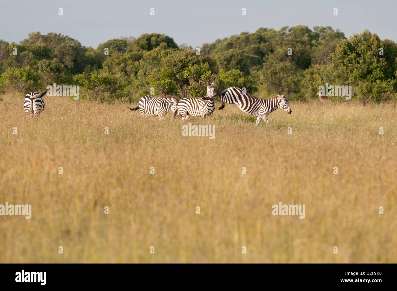 Four zebra are standing in grassland. One animal is being kicked by another. Stock Photo