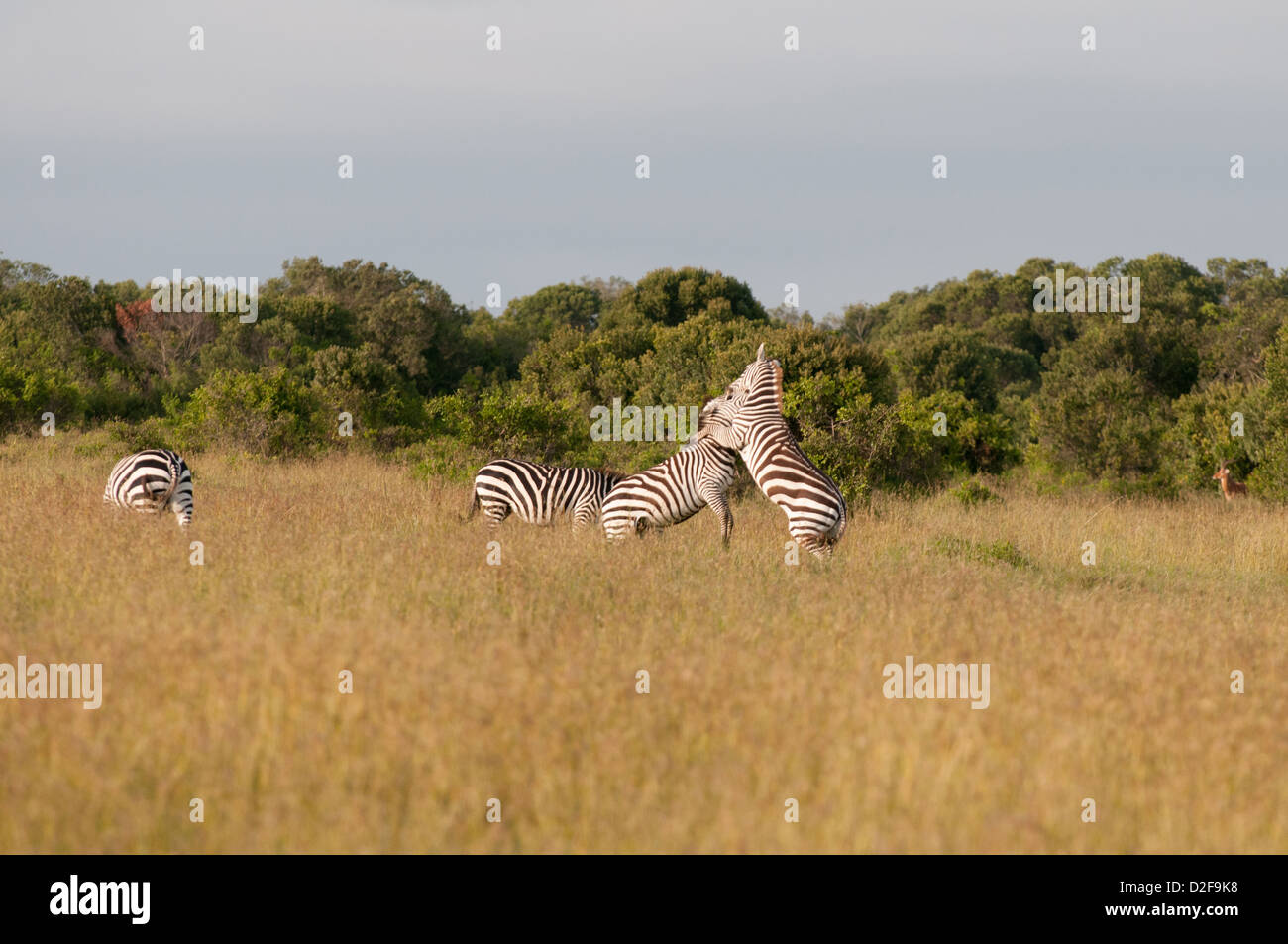 Four zebra are in grassland with trees visible behind. Two are involved in tussle. Stock Photo