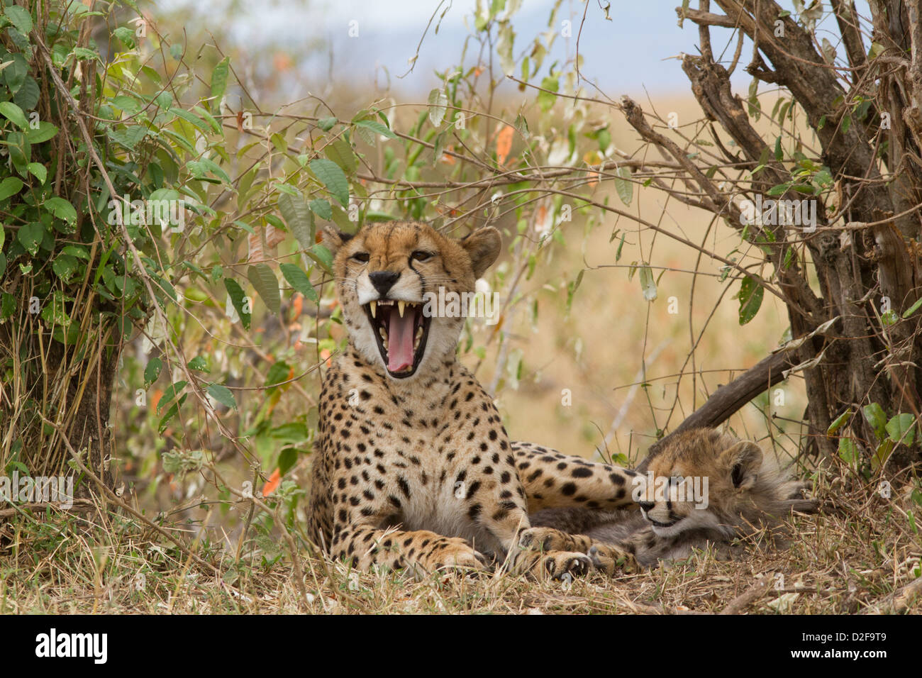 cheetah mother yawing with cub resting beside her, masai mara, kenya (Acinonyx jubatus) Stock Photo