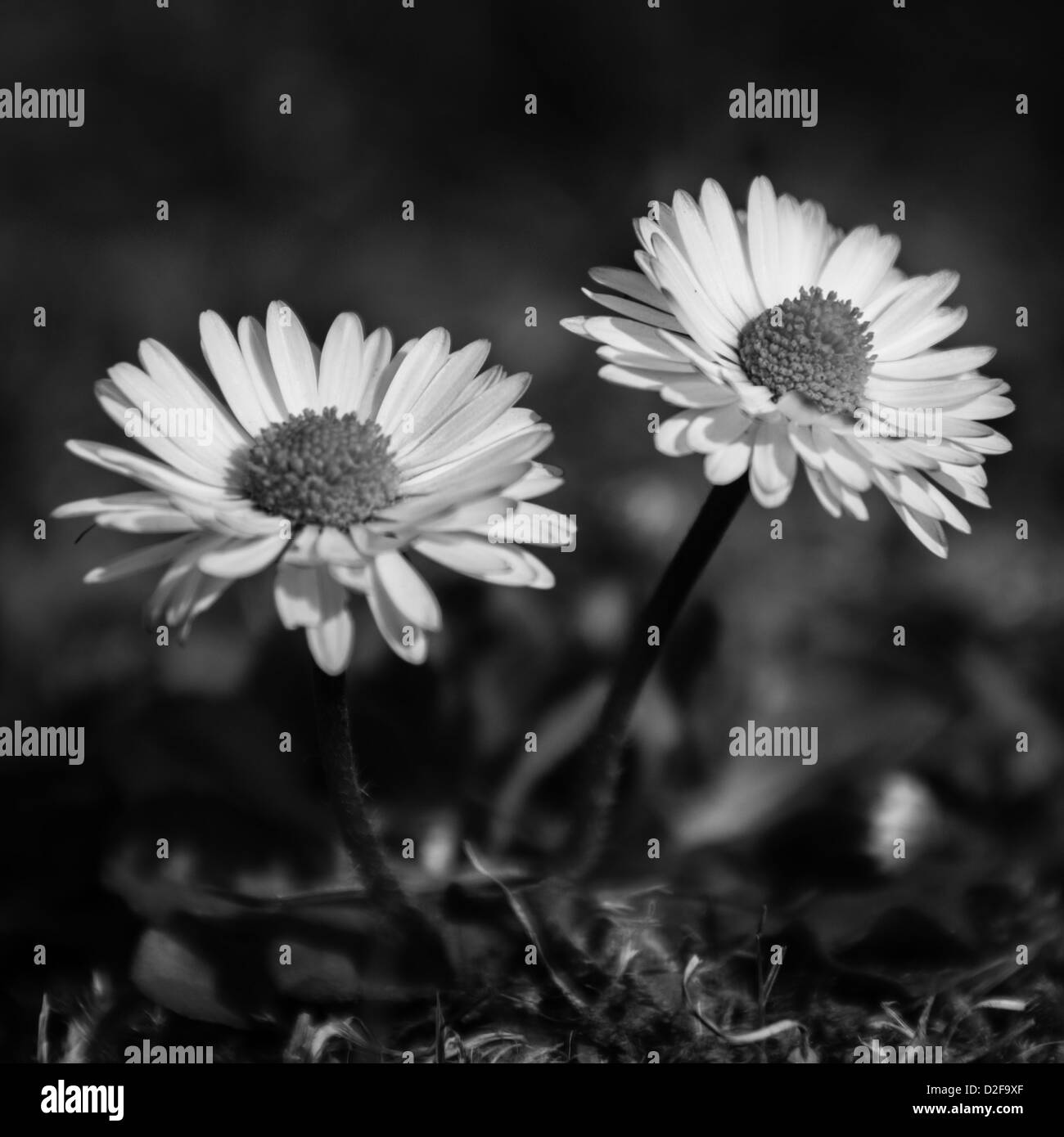 Daisy Flower - A pair of flowering common daisy (bellis perennis) in black and white Stock Photo