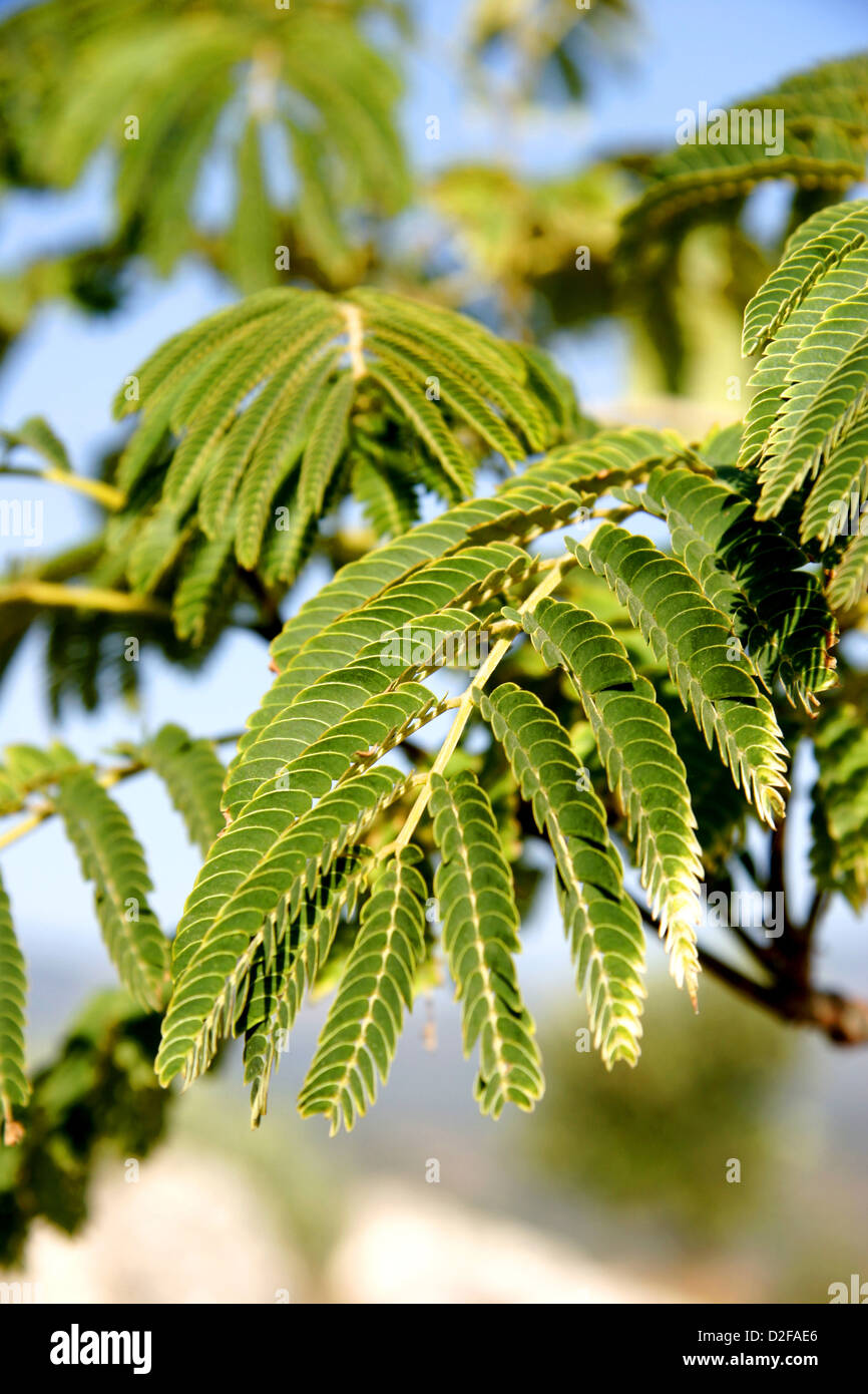 The delicate green serrated leaves of a Mimosa tree Stock Photo