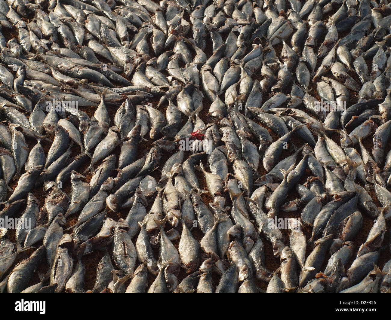 A pile of many freshly landed fish on the beach at the fishing village