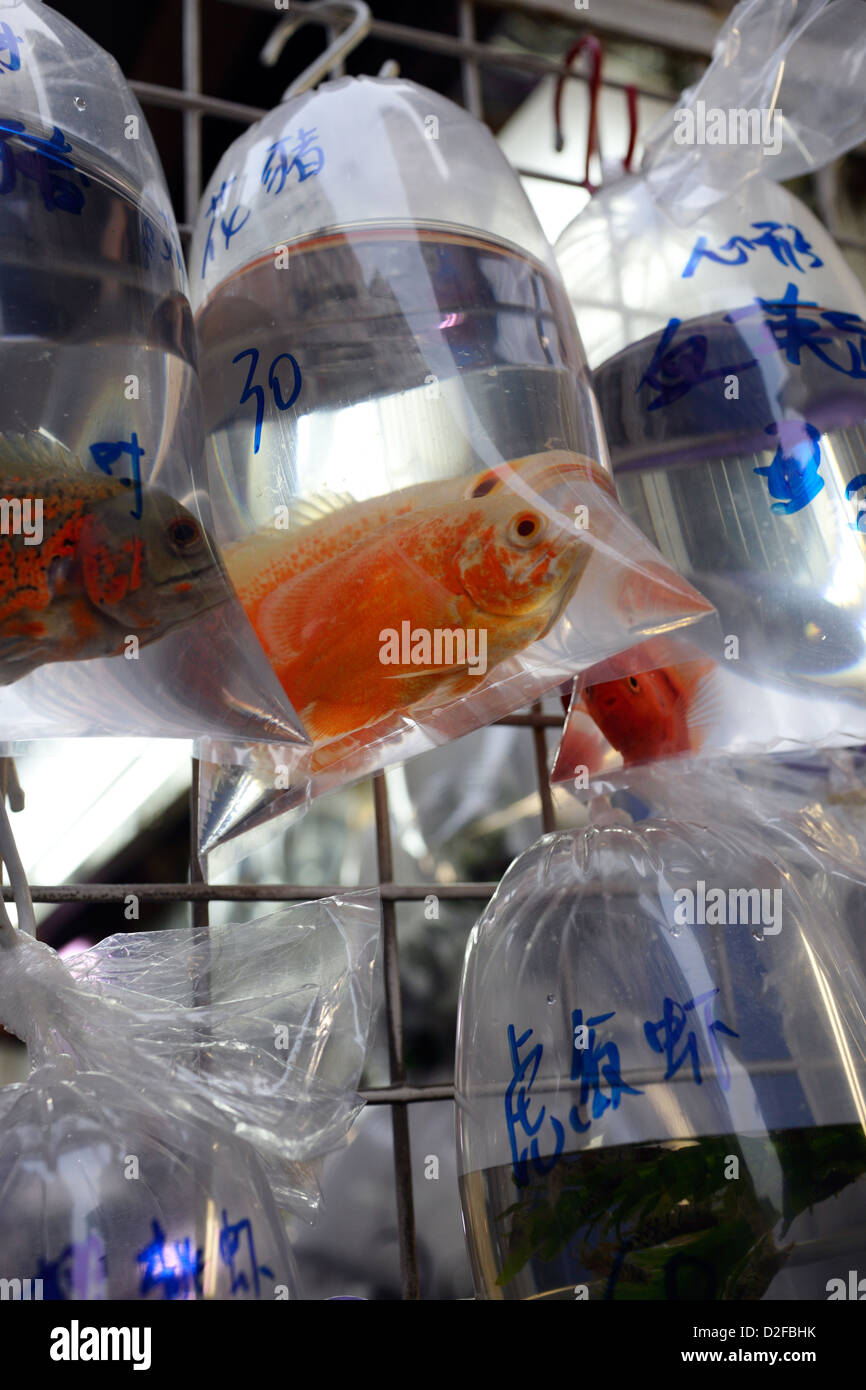 Hong Kong, China, ornamental fish are offered in small plastic bags for