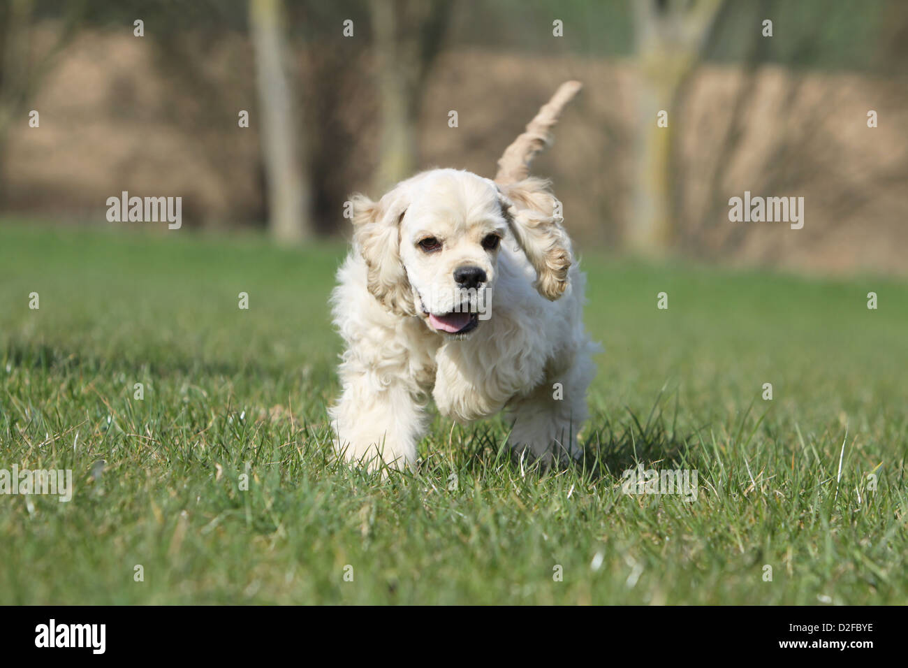 Dog American Cocker Spaniel puppy (cream) running in a meadow Stock