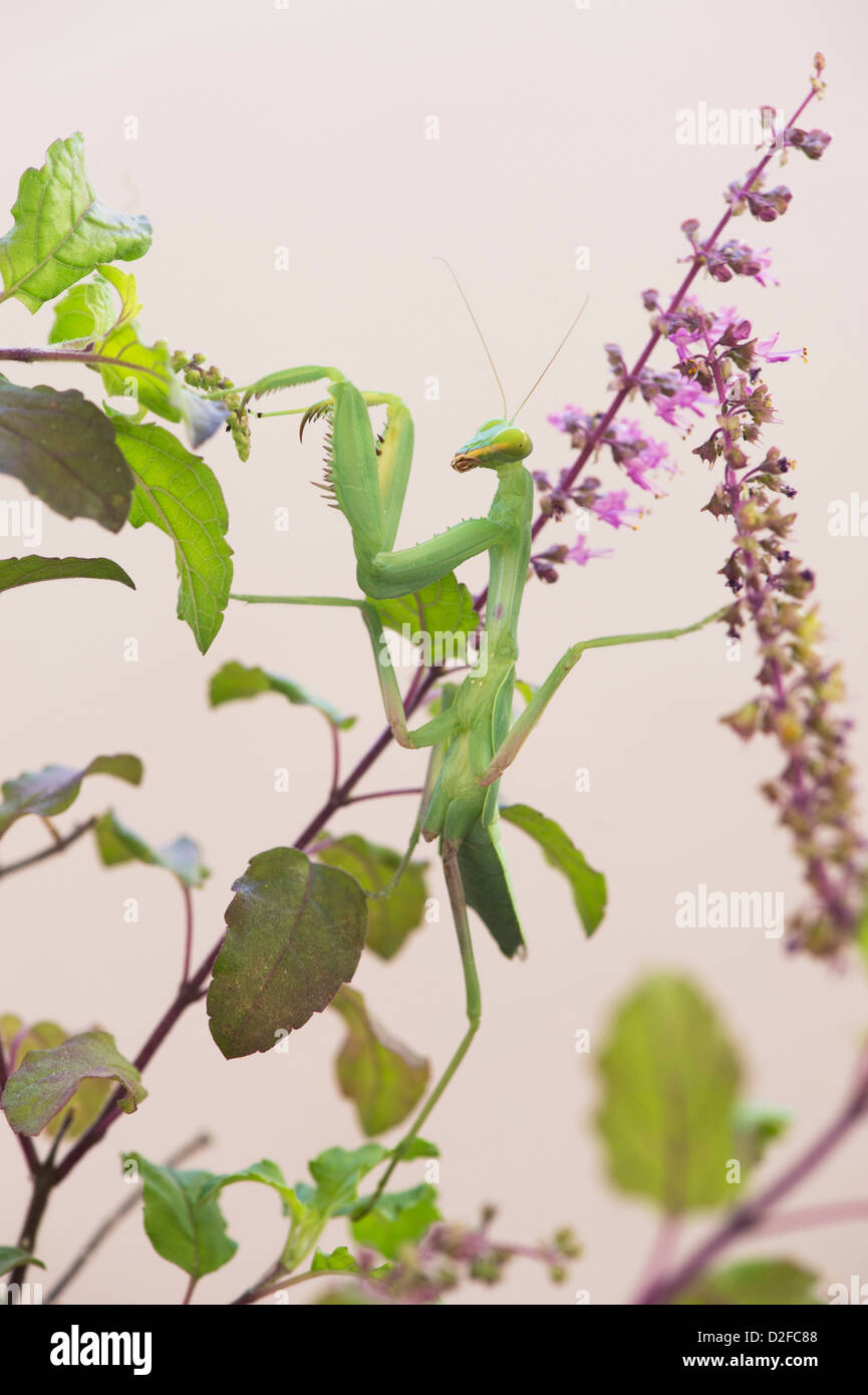 Praying mantis on a flowering Tulsi plant against white background Stock Photo