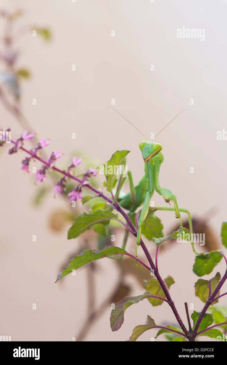 Praying mantis on a flowering Tulsi plant against white background Stock Photo