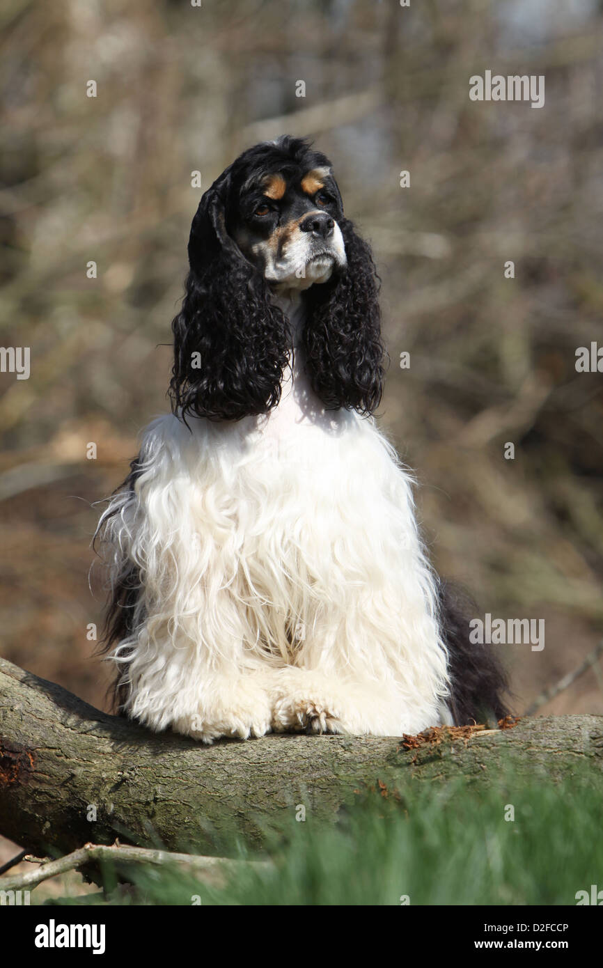 Dog American Cocker Spaniel adult (tricolor black, white and tan) standing on a wood Stock Photo